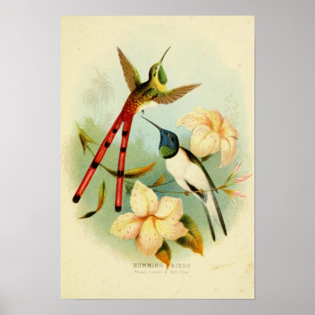 Affiche Illustration d'oiseaux vintages (Devant)