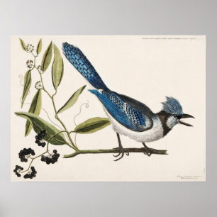 Affiche Illustration d'oiseaux Vintages