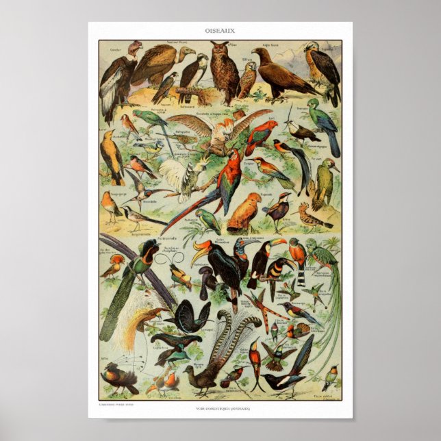 Affiche Illustration d'oiseaux vintages (Devant)