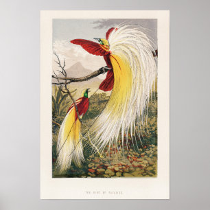 Affiche Illustration d'oiseaux vintages
