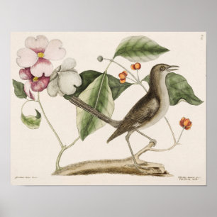 Affiche Illustration d'oiseaux Vintages