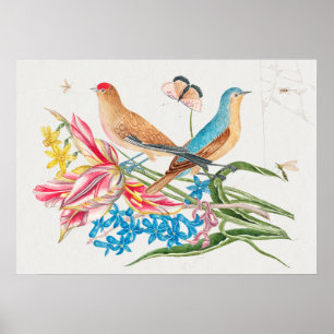 Affiche Illustration d'oiseaux Vintages