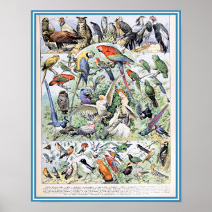 Affiche Illustration d'oiseaux vintages