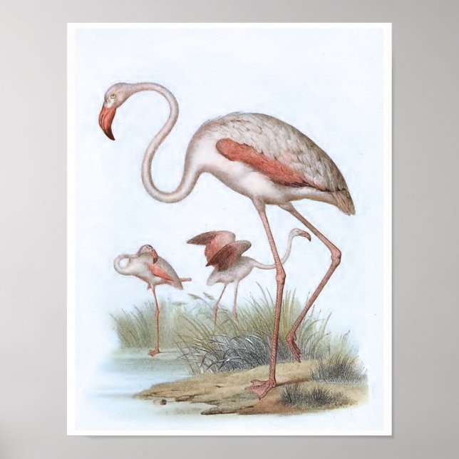 Affiche Illustration d'oiseaux Vintages Flamant rose (Devant)