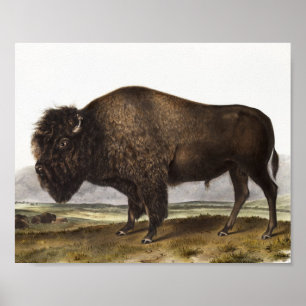 Affiche Illustration du bison américain (Bos Americanus)