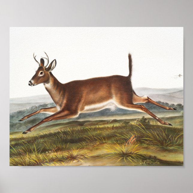Affiche Illustration du cerf à queue longue (Cervus leucur (Devant)