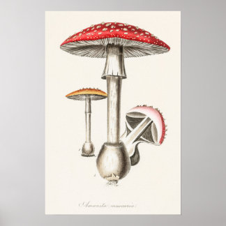 Affiche Illustration du champignon Amanita Muscaria (