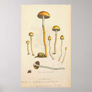 Affiche Illustration du champignon Psilocybe semilanceata