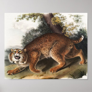 Affiche Illustration du chat sauvage américain (Lynx rufus