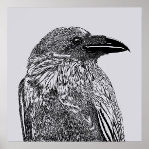 Affiche Illustration du corbeau