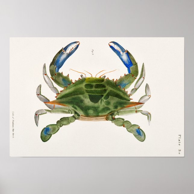Affiche Illustration du crabe bleu de la zoologie de New Y (Devant)