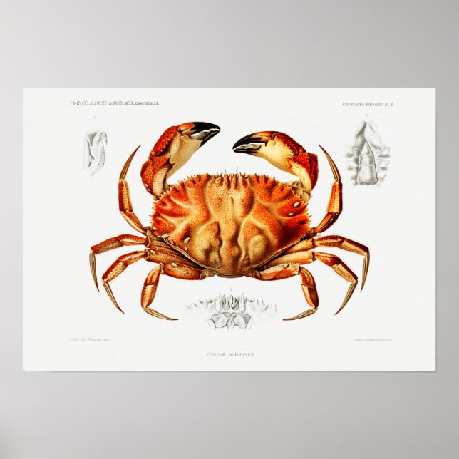 Affiche Illustration du crabe de Dungeness vintage (Devant)