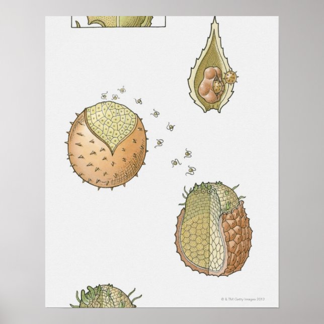 Affiche Illustration du cycle de vie d'une Selaginella (Devant)