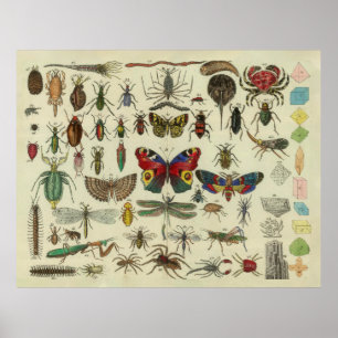Affiche Illustration du diagramme des insectes vintages (1