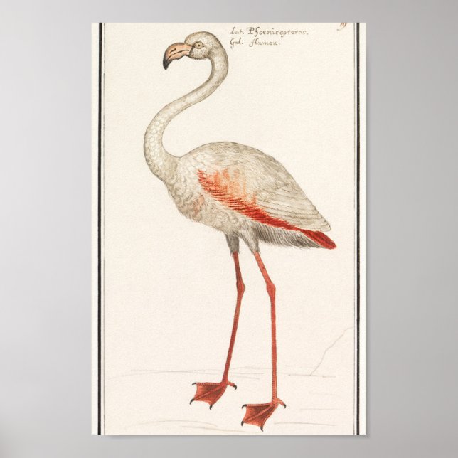 Affiche Illustration du Flamant rose vintage (Devant)