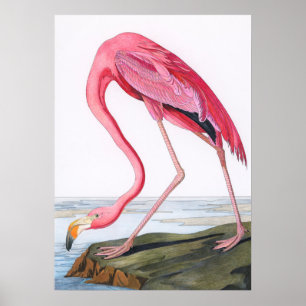 Affiche Illustration du Flamant rose vintage