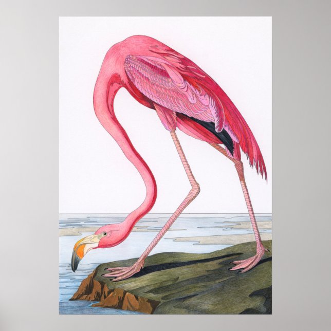 Affiche Illustration du Flamant rose vintage (Devant)