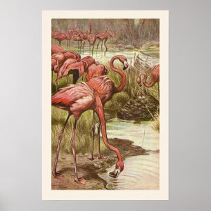 Affiche Illustration du Flamant rose vintage Imprimer