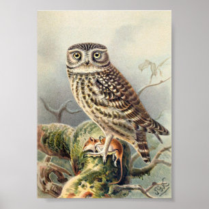 Affiche Illustration du hibou Vintage