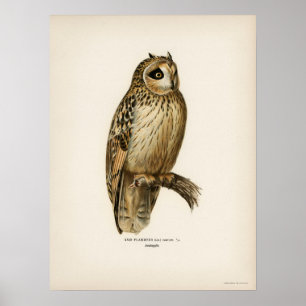 Affiche Illustration du hibou Vintage