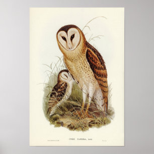 Affiche Illustration du hibou Vintage