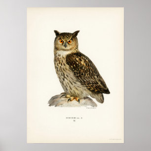 Affiche Illustration du hibou Vintage