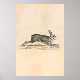 Affiche Illustration du lapin lapin lièvre vintage des ann