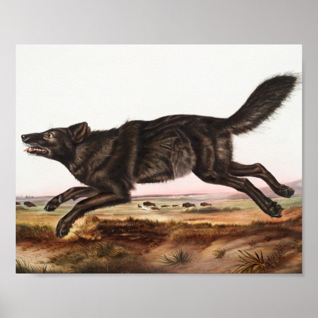 Affiche Illustration du loup noir américain (Canis lupus) (Devant)