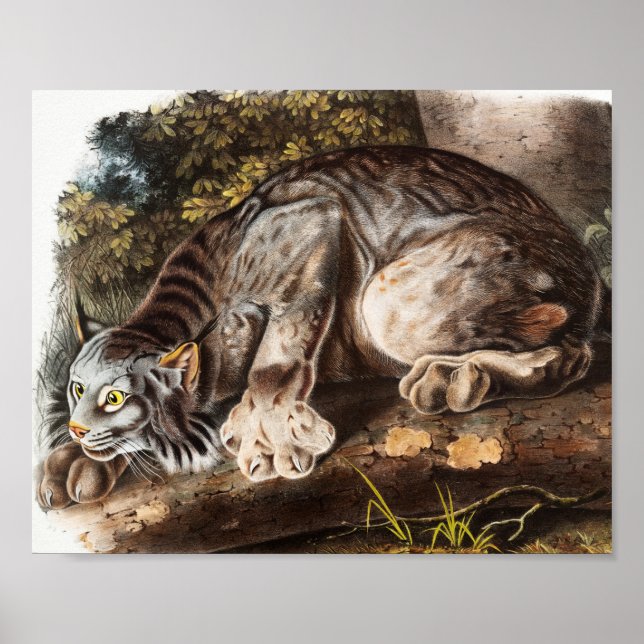Affiche Illustration du Lynx du Canada (Lynx Canadensis) (Devant)