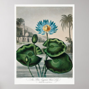 Affiche Illustration du Nénuphar vintage