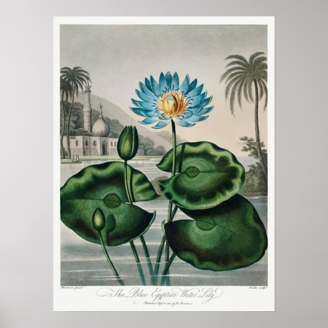 Affiche Illustration du Nénuphar vintage (Devant)