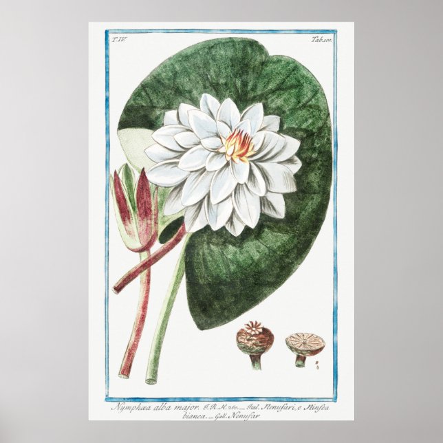 Affiche Illustration du Nénuphar vintage (Devant)