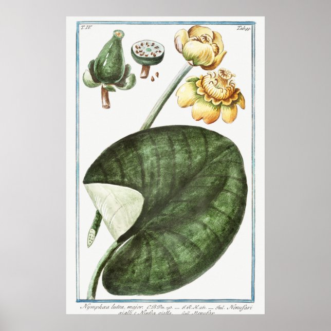 Affiche Illustration du Nénuphar vintage (Devant)