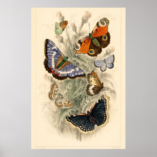 Affiche Illustration du papillon vintage par Oliver Goldsm