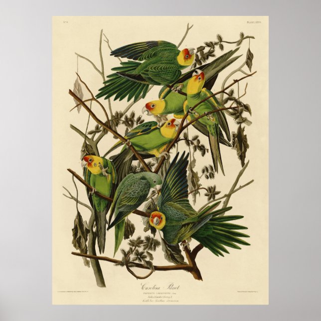 Affiche Illustration du perroquet de Caroline d'Audubon (Devant)