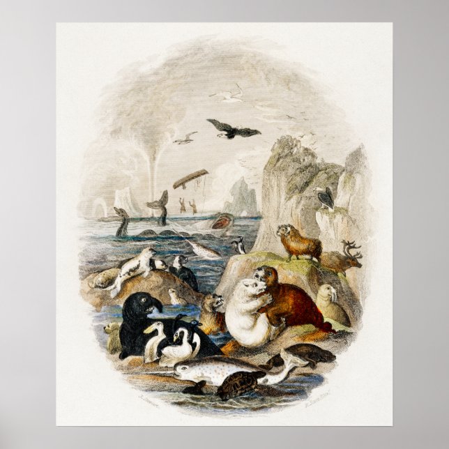 Affiche Illustration du phoque vintage (Devant)