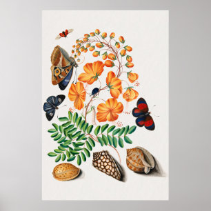 Affiche Illustration du Plante de la legume de césalpinoïd