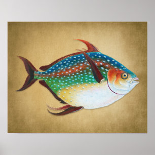 Affiche Illustration du poisson d'Opah vintage 1800