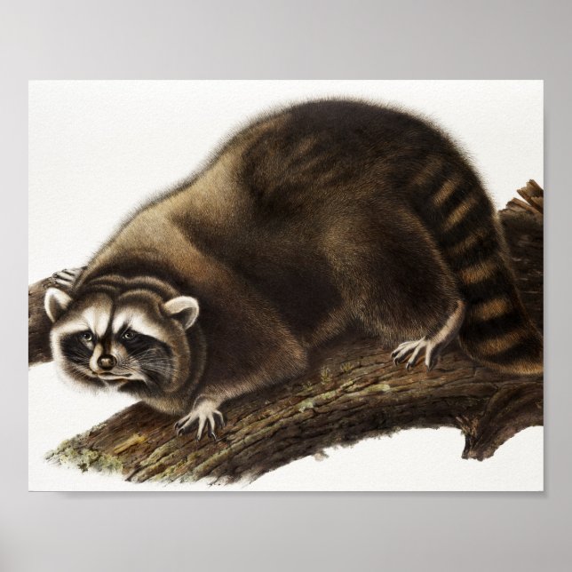 Affiche Illustration du raton laveur (Procyon lotor) (Devant)