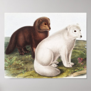 Affiche Illustration du renard arctique (Vulpes lagopus)