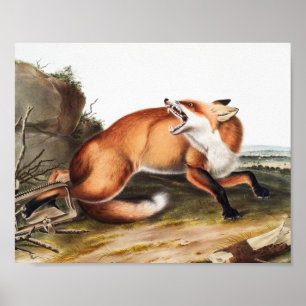 Affiche Illustration du Renard rouge américain (Vulpes Ful