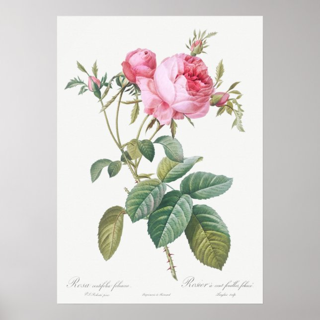 Affiche Illustration du Rose vintage (Devant)