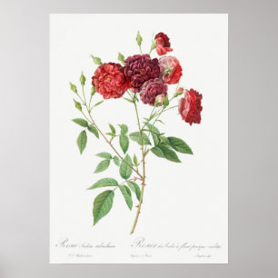 Affiche Illustration du Rose vintage
