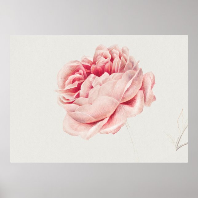Affiche Illustration du Rose vintage (Devant)