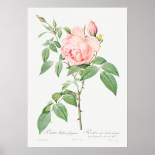 Affiche Illustration du Rose vintage
