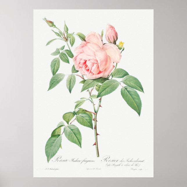 Affiche Illustration du Rose vintage (Devant)