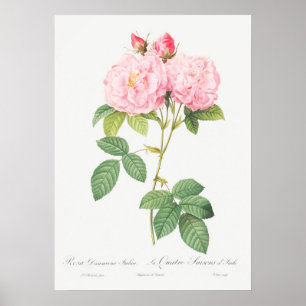 Affiche Illustration du Rose vintage