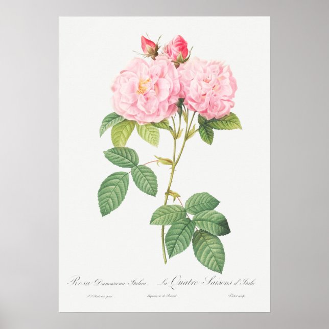 Affiche Illustration du Rose vintage (Devant)