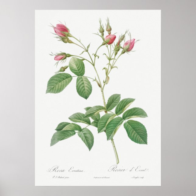 Affiche Illustration du Rose vintage (Devant)