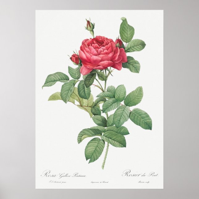 Affiche Illustration du Rose vintage (Devant)